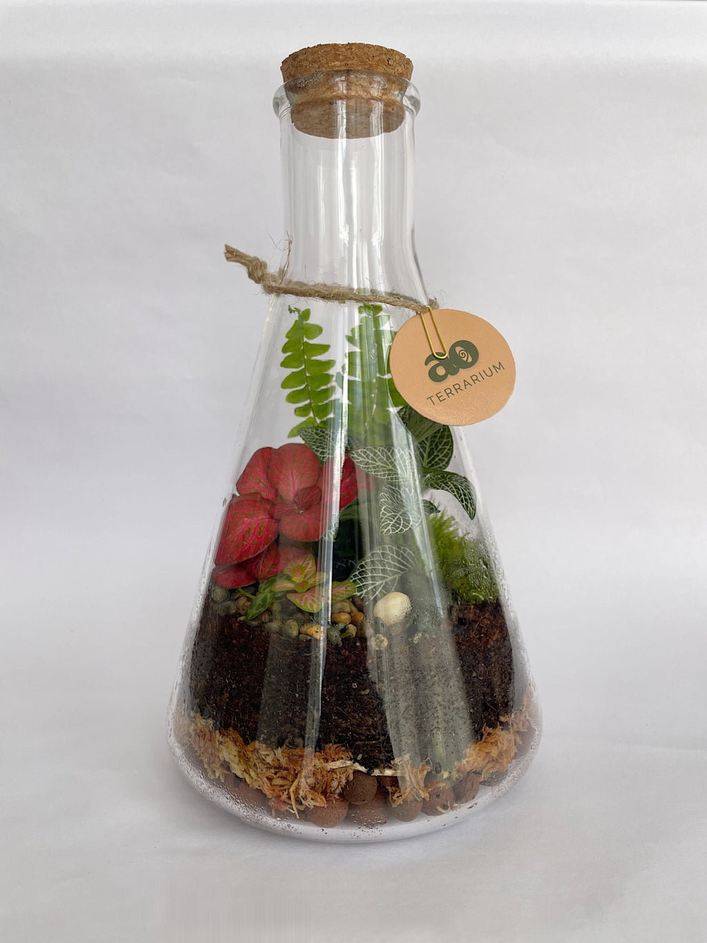 Terrarium in a glass bottle with a cork lid on a white background